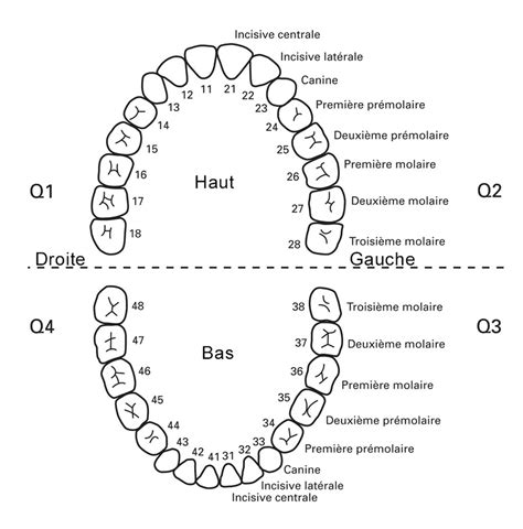 Schéma explicatif des différents types de lames de débroussailleuse selon le nombre de dents