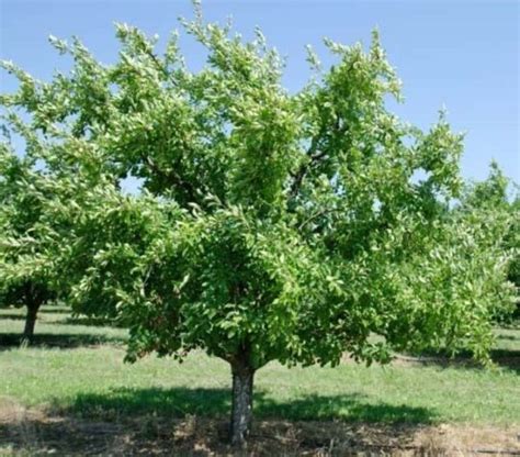 Arbre de reine-claude en fleurs