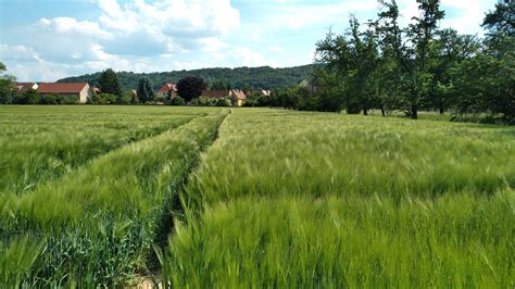 Champ de céréales en Picardie sous le soleil