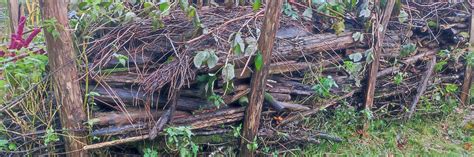 Tas de bois mort dans un coin naturel du jardin abritant des mousses et des champignons