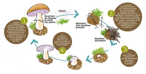 Schéma illustrant les étapes de décomposition d'une bûche par les champignons et insectes
