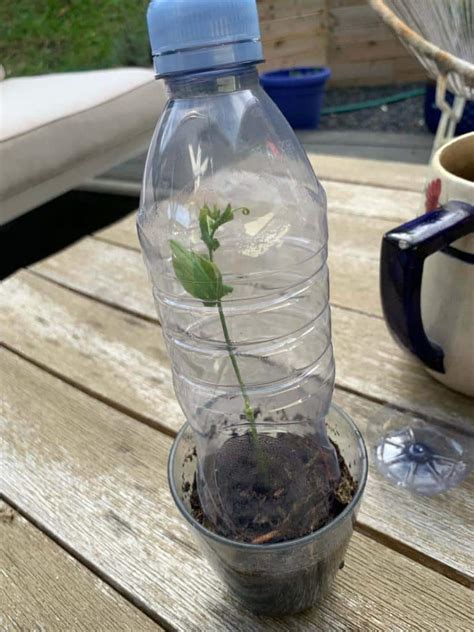 Photo montrant une bouture sous une cloche en plastique avec des feuilles en bonne santé