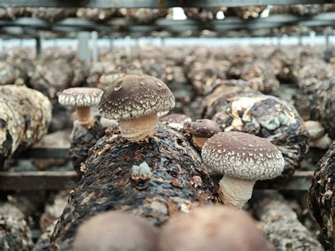 Assortiment de champignons bio cultivés en ferme urbaine