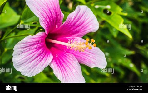 Détail d'une fleur d'Hibiscus rosa-sinensis aux couleurs vives