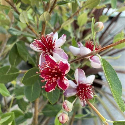 Arbuste de Feijoa avec son feuillage bicolore caractéristique et ses fleurs exotiques
