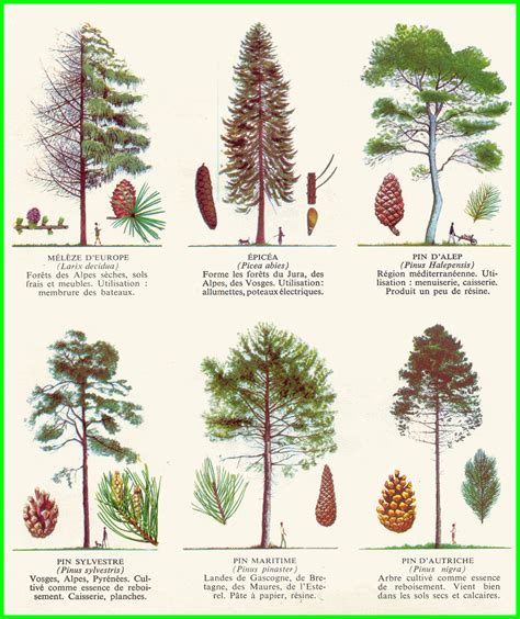 Différentes essences d'arbres pour l'agroforesterie