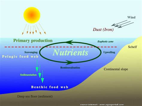 Schéma illustrant le cycle des nutriments dans un sol sain et son interruption par la bâche plastique