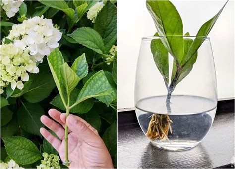 Bouture de plante dans un verre d'eau