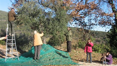 Des femmes rurales chantant et dansant pendant la cueillette des olives