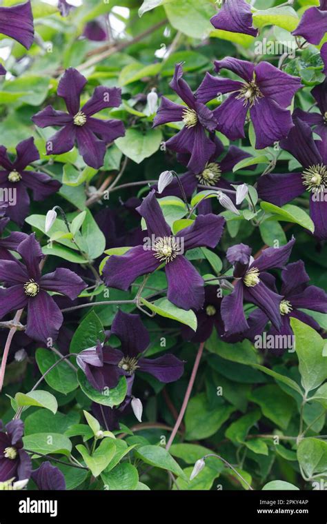 Gros plan sur les fleurs de Clematis cirrhosa