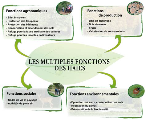 Infographie sur les fonctions écologiques d'une haie champêtre