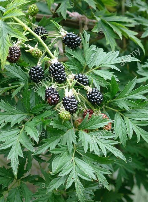 Illustration botanique détaillée d'une branche de Rubus fruticosus 'Oregon Thornless' avec ses feuilles caractéristiques et ses fruits noirs mûrs