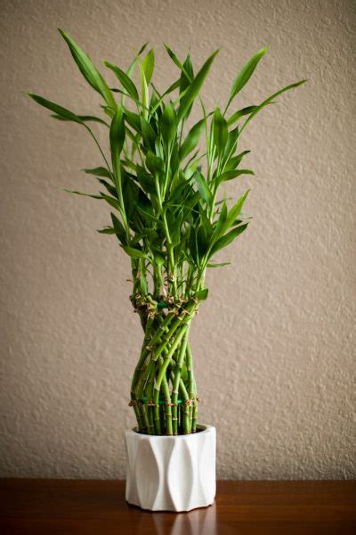 Pot de fleurs avec un petit bambou, symbolisant la permaculture urbaine