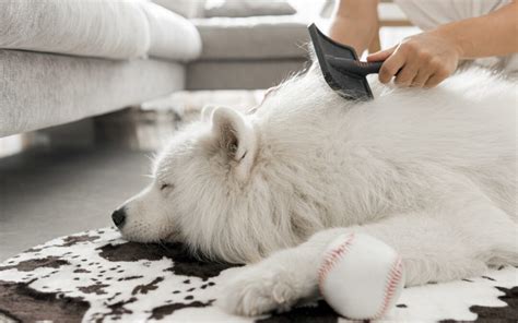 Chien recevant un brossage du ventre