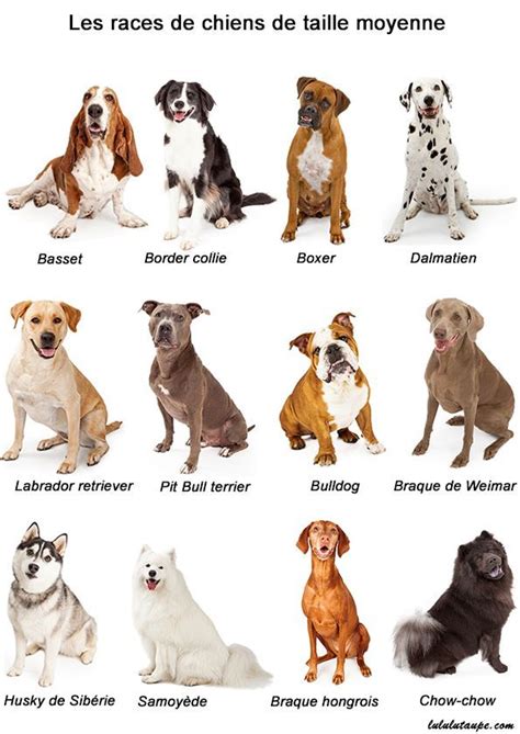 Tableau récapitulatif des races de chiens à tondre ou non