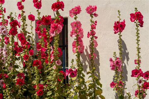 Schéma d'implantation d'une rose trémière le long d'un mur exposé à l'est