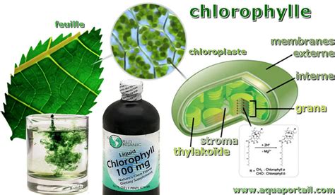 Graphique montrant la corrélation entre la teneur en chlorophylle et l'efficacité de l'absorption d'azote
