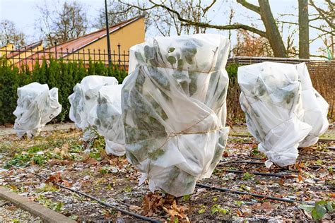 Schéma montrant la protection hivernale d'un hibiscus en pot avec voile d'hivernage