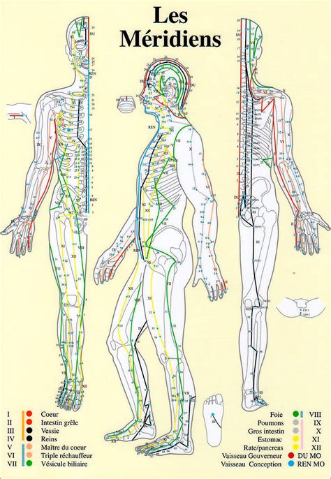 Schéma des méridiens énergétiques et flux du Qi dans le corps humain