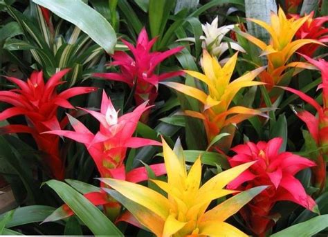 Plantes exotiques et fleuries du jardin botanique