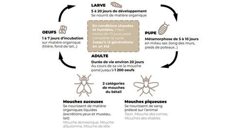 Infographie sur le cycle de vie des mouches du figuier et méthodes de piégeage