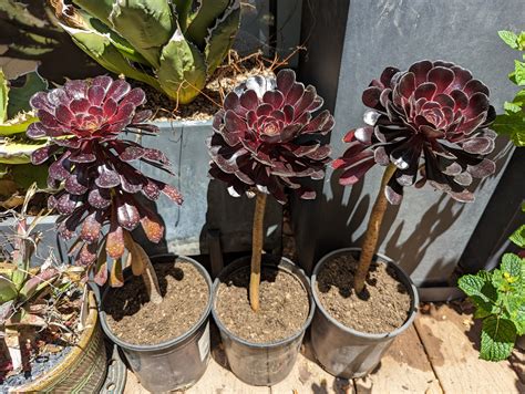 Aeonium arboreum 'Zwartkop' en pot
