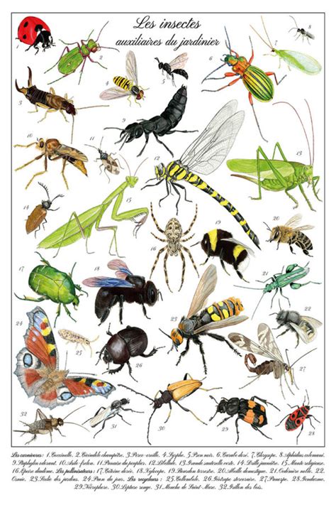 Infographie sur les insectes auxiliaires au jardin