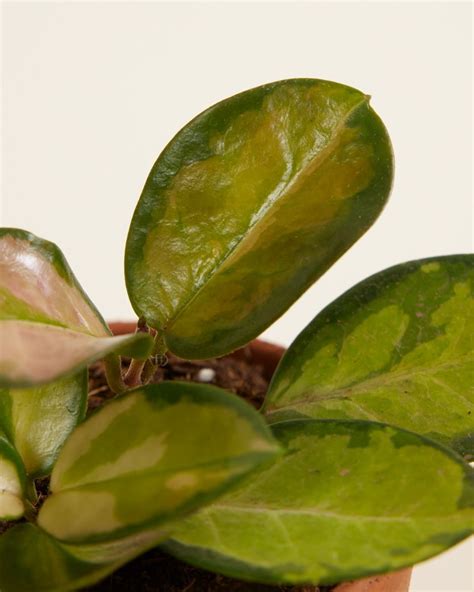 Variétés de feuilles de Hoya