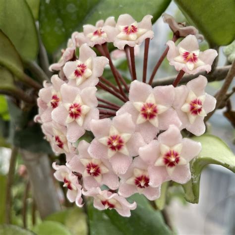 Fleurs de porcelaine de Hoya