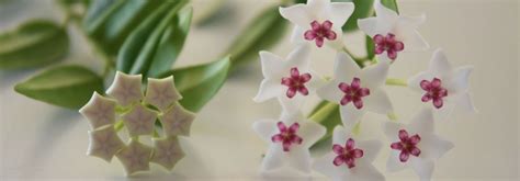 Arrosage Hoya
