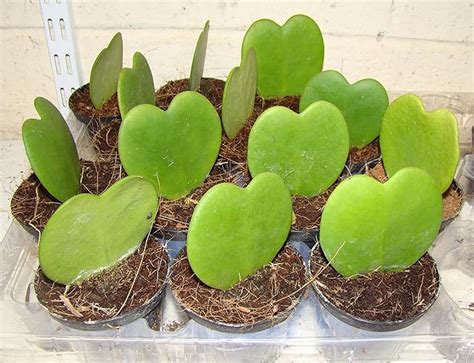 Hoya kerrii en forme de cœur