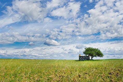 Champ de noisetiers sous un ciel couvert et humide