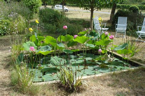 Le lotus en pleine floraison dans un bassin de jardin