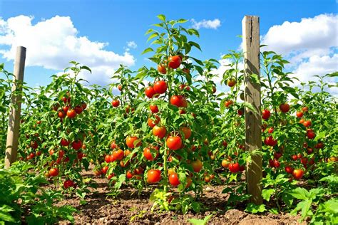 Illustration d'un potager avec des pieds de tomates généreusement paillés