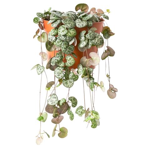 Suspension de Ceropegia woodii dans un intérieur lumineux