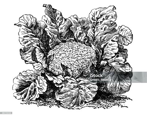 illustration botanique du chou-fleur montrant sa structure en pomme dense entourée de feuilles