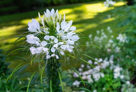 Un jardin luxuriant en juin avec des fleurs blanches de Seringa en pleine floraison