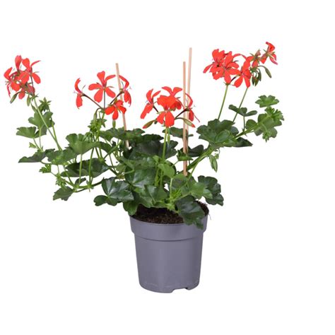 Schéma explicatif de la structure d'un géranium lierre en pot avec système de drainage