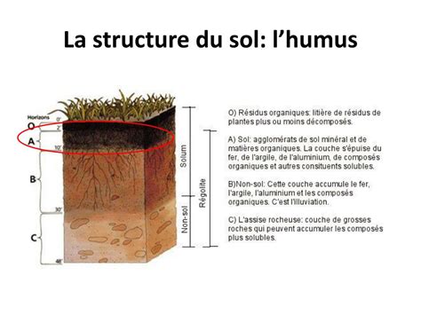 humus et structure du sol
