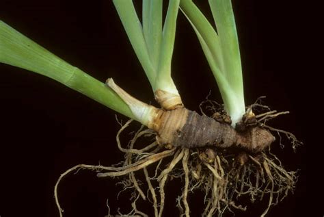 Extraction des rhizomes d'iris