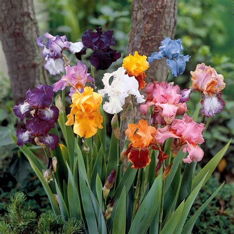 Diversité des couleurs d'iris d'eau