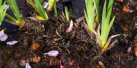 Iris d'eau cultivé en pot