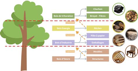 Schéma illustrant le flux du bois, du permis à l'usine