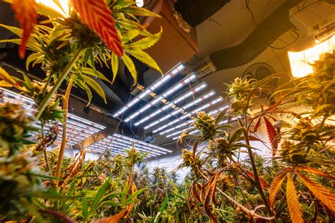 Plantes de cannabis sous éclairage LED