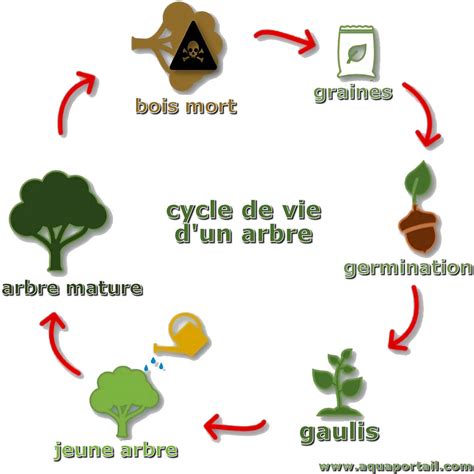 Schéma illustrant le cycle de vie d'un bonsaï et ses transformations