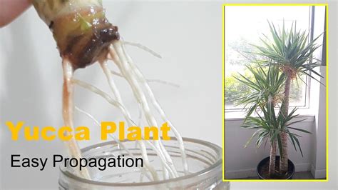 Yucca trunk cut for propagation