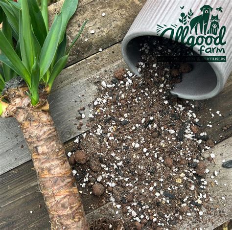Potting mix for Yucca cuttings