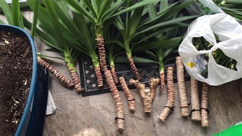 Ramification of a Yucca after cutting