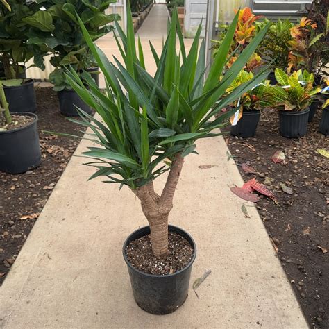 Healthy Yucca stump with new shoots