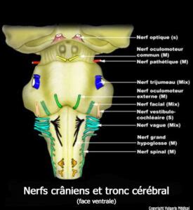 Schéma anatomique du tronc cérébral et émergence des nerfs crâniens